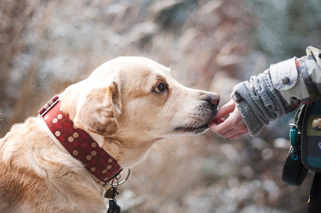 Was wenn ein Hund beisst?