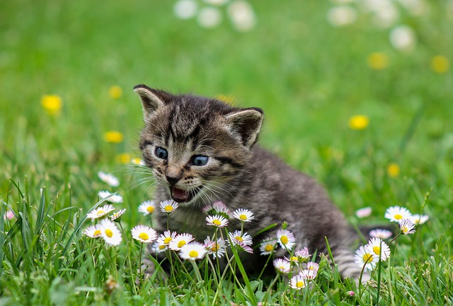 Katze als Haustier